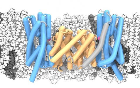 Molecular cells