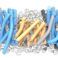 Molecular cells